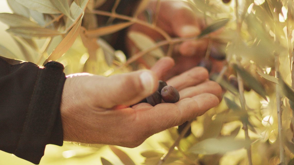Raccolta olive